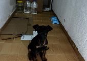 Doberman 2,5 Aylık